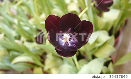 花 フラワー お花 36437846