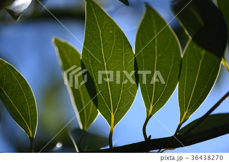 ヤブニッケイの葉 ヤブニッケイの葉 36438270