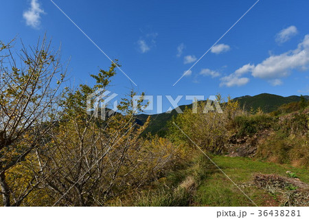 高知香北郡有瀬地区の田んぼと山並み 高知香北郡有瀬地区の田んぼと山並み 36438281