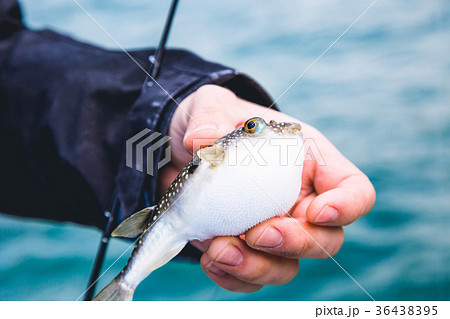 釣り フグ 外道 釣り フグ 外道 36438395