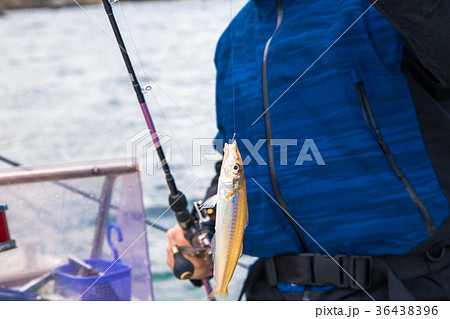釣り キス 釣果 釣り キス 釣果 36438396