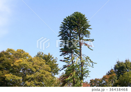 ジュラシック・ツリー(ウォレミマツ) ジュラシック・ツリー(ウォレミマツ) 36438468