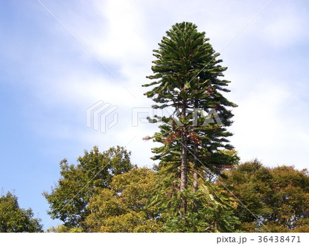 ジュラシック・ツリー（ウォレミマツ） 36438471