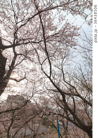 春の大土手山から見た風景 春の大土手山から見た風景 36438506