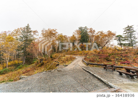 層雲峡(10月　黒岳駅　紅葉) 36438936