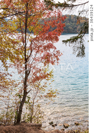 オンネトー(10月　紅葉　秋) 36439124