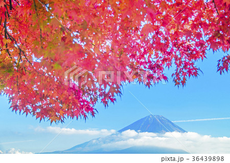 紅葉と富士山 紅葉と富士山 36439898