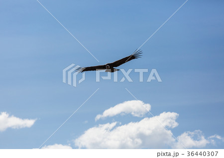 Condor Condor 36440307