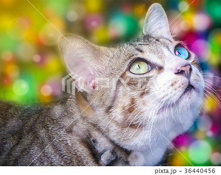 the two eye color cat window colorful background the two eye color cat window colorful background 36440456