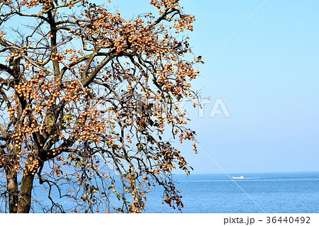 鈴なりの柿 36440492