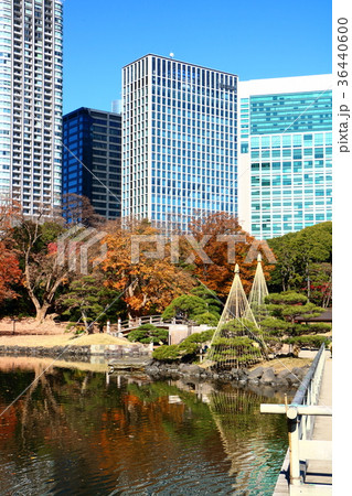 浜離宮恩賜庭園 36440600