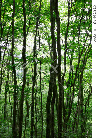 和泉葛城山ブナ林 和泉葛城山ブナ林 36441815