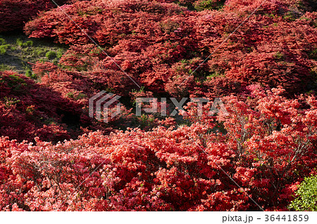 大和葛木山山頂のツツジ 36441859