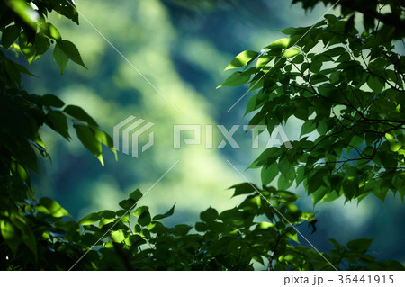 生駒山系鳴川園地の新緑 36441915