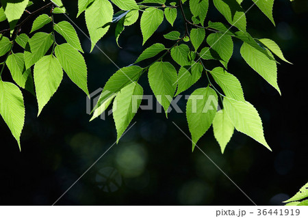 生駒山系鳴川園地の新緑 生駒山系鳴川園地の新緑 36441919