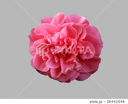 Flower of camellia. 36442046