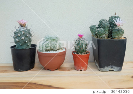 Soft focus Cactus pot on table. Soft focus Cactus pot on table. 36442056