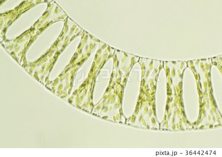 ハシゴケイソウ 36442474