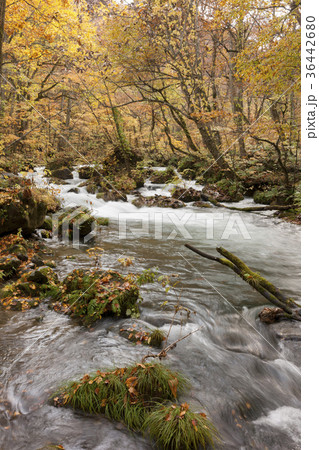 紅葉の奥入瀬渓谷 紅葉の奥入瀬渓谷 36442680