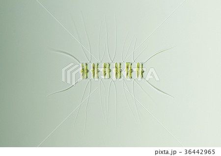 フタコブツノケイソウ フタコブツノケイソウ 36442965