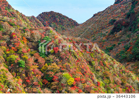 雲仙岳の紅葉　妙見岳　国見岳　普賢岳 36443106