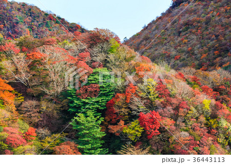 雲仙岳の紅葉 雲仙岳の紅葉 36443113
