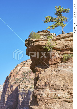 Lonely tree on the top of a mountain. Lonely tree on the top of a mountain. 36443233