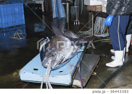 大間のマグロ 大間のマグロ 36443383