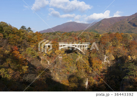 紅葉の鳴子峡 36443392