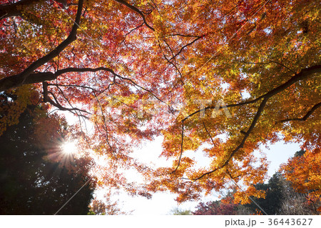 もみじと光条 36443627