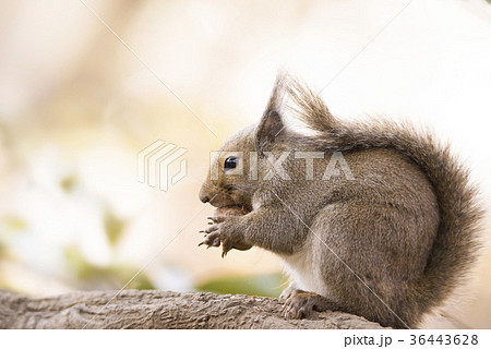 クルミを食べるリス クルミを食べるリス 36443628