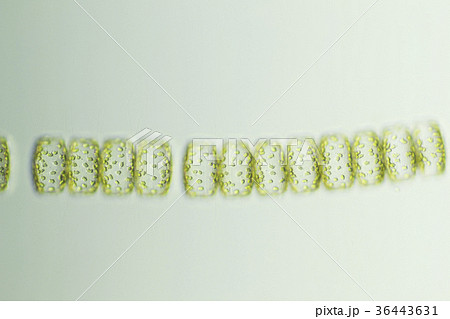 ツミキケイソウ 36443631