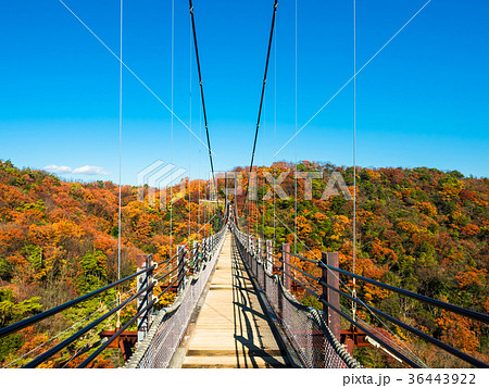 ほしだ園地の吊り橋と紅葉の写真素材