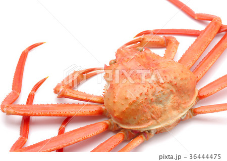 ズワイガニ 36444475