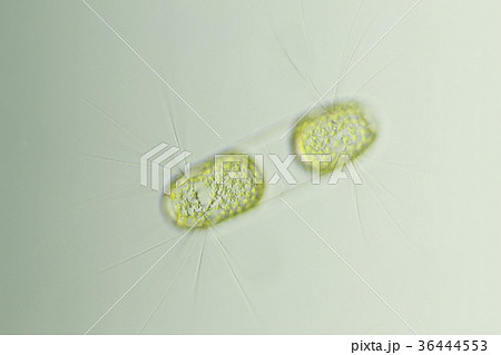 カサボネケイソウ カサボネケイソウ 36444553