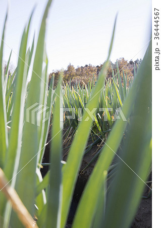 ネギ畑 ネギ畑 36444567