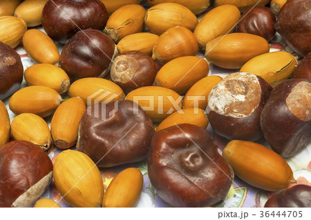 Acorns and chestnuts close-up Acorns and chestnuts close-up 36444705