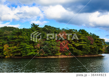 野岳湖の紅葉　長崎県大村市 36444923