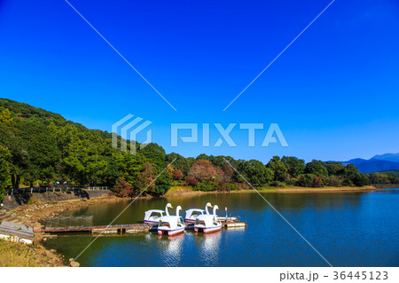 雲仙 諏訪の池の紅葉とスワンボートの写真素材