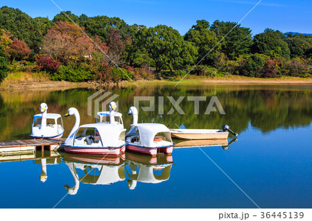 雲仙 諏訪の池の紅葉とスワンボートの写真素材