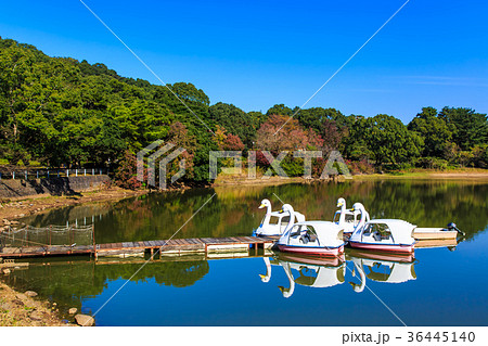 雲仙 諏訪の池の紅葉とスワンボートの写真素材