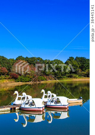 雲仙 諏訪の池の紅葉とスワンボートの写真素材