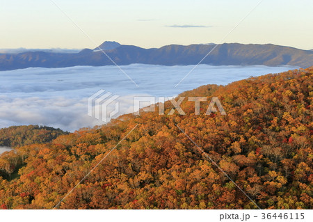 北海道　屈斜路湖の雲海 36446115