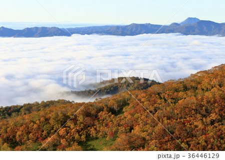 北海道　屈斜路湖の雲海 36446129