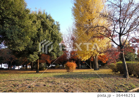 波志江沼の12月 波志江沼の12月 36446251