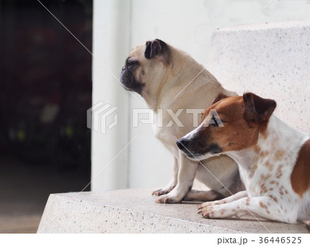 a lovely cute brown white jack russel dog and pug 36446525