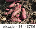 さつま芋 36446756