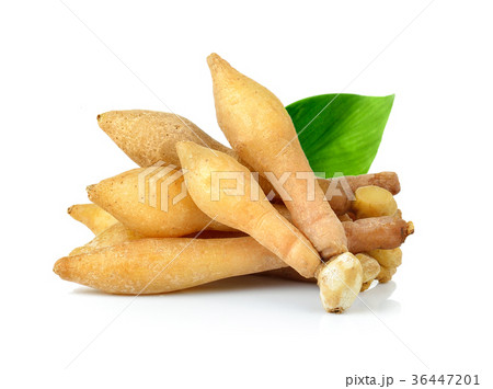 Fingerroot, Kaempfer, Boesenbergia  36447201