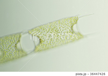 カクダコケイソウ 36447426