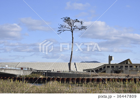 奇跡の一本松 2017年秋 36447809